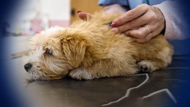 Why Are Vet Bills So High?