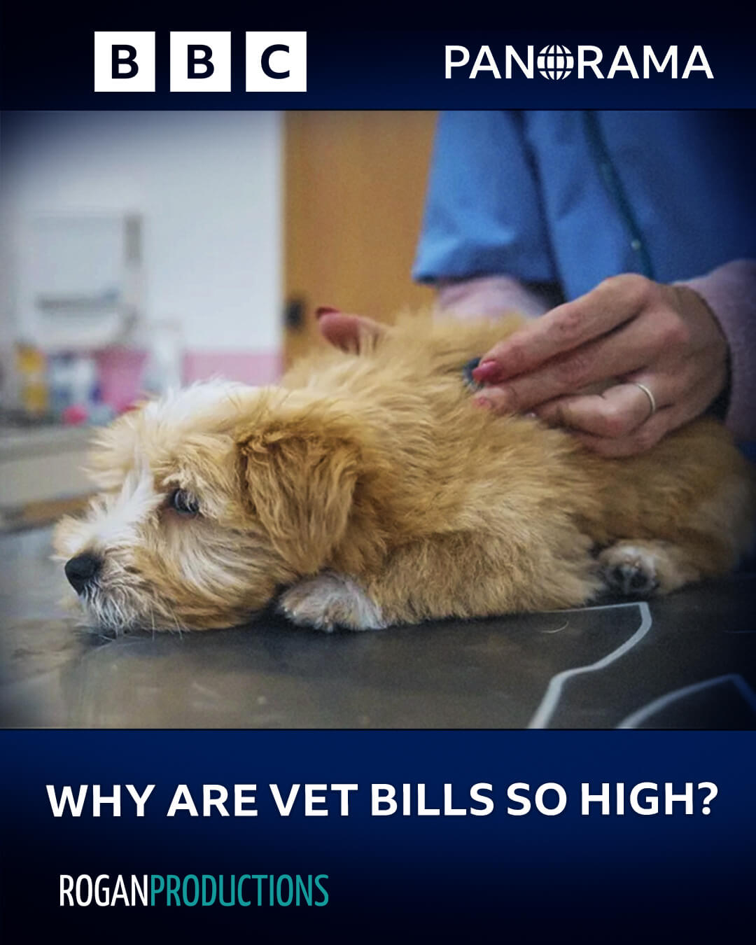 Why Are Vet Bills So High?